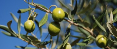 The Olive Mill